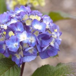 Hydrangea \'Bloomstruck\'