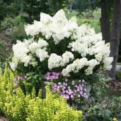 Hydrangea, Panicle \'Bobo\'