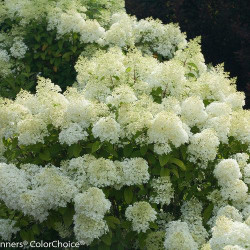 Hydrangea, Panicle \'Bobo\'