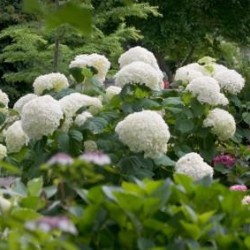 Hydrangea \'Incrediball\'