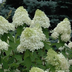 Hydrangea \'Limelight\'