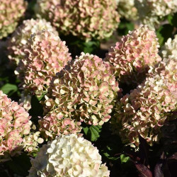 Hydrangea, Panicle \'Little Lime Punch\'