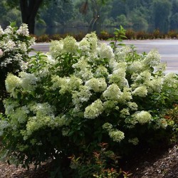 Hydrangea \'Little Lime\'