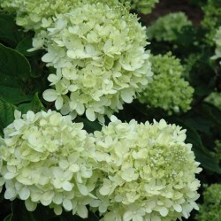 Hydrangea, Panicle \'Little Lime\'