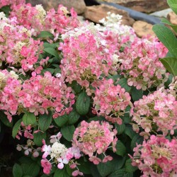 Hydrangea, Panicle \'Little Quick Fire\'