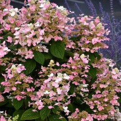 Hydrangea \'Quick Fire\'