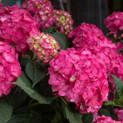 Hydrangea \'Summer Crush\'