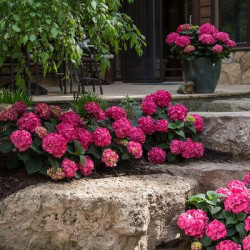 Hydrangea, Big Leaf \'Summer Crush\'