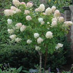 Hydrangea Tree \'Limelight\'