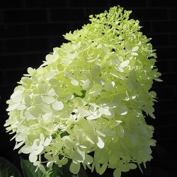 Hydrangea Tree \'Limelight\'