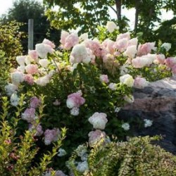 Hydrangea, Panicle \'Vanilla Strawberry\'