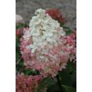 Hydrangea, Panicle \'Vanilla Strawberry\'