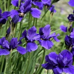 Iris \'Caesar\'s Brother\'