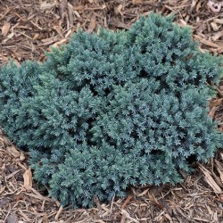 Juniper \'Blue Star\'