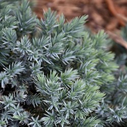 Juniper \'Blue Star\'