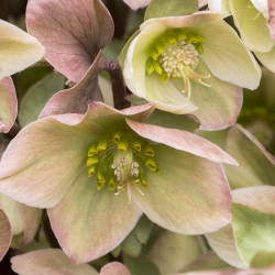 Lenten Rose \'Ivory Prince\'