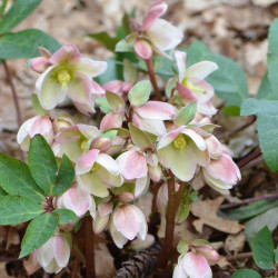 Lenten Rose \'Ivory Prince\'