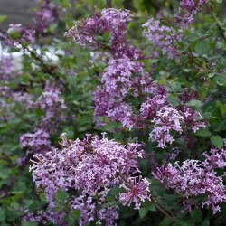 Lilac \'Bloomerang\'