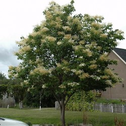 Lilac, Japanese Tree