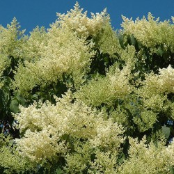 Lilac, Japanese Tree