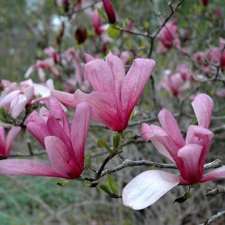 Magnolia \'Galaxy\'