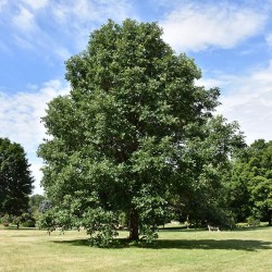 Oak, Swamp White