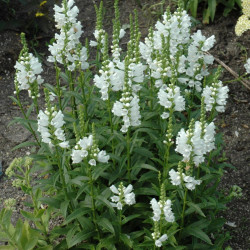 Obedient Plant \'Miss Manners\'