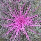 Ornamental Cabbage & Kale