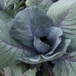 Ornamental Cabbage & Kale