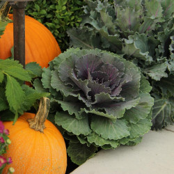 Ornamental Cabbage & Kale