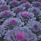 Ornamental Cabbage & Kale