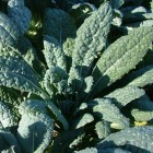 Ornamental Cabbage & Kale