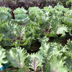 Ornamental Cabbage & Kale