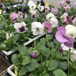 Pansy 6-Pack