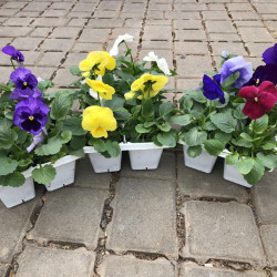 Pansy 6-Pack