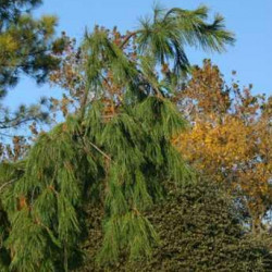 Pine White \'Weeping Pendula\'