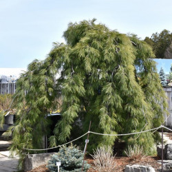 Pine White \'Weeping Pendula\'