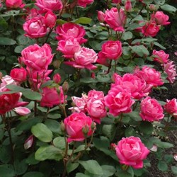 Rose \'Double Knockout\'