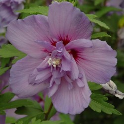 Rose of Sharon \'Blue Chiffon\'