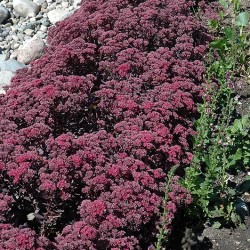 Sedum \'Dazzleberry\'