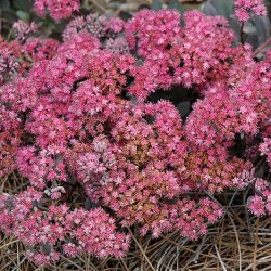 Sedum \'Dazzleberry\'