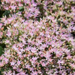 Sedum \'Pure Joy\'