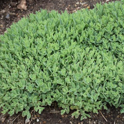 Sedum \'Pure Joy\'