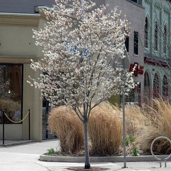 Serviceberry \'Autumn Brilliance\'