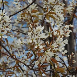 Serviceberry \'Autumn Brilliance\'