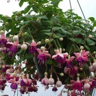 Shade Hanging Baskets