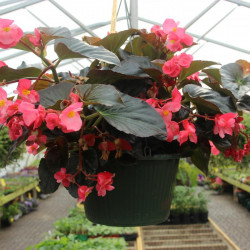 Shade Hanging Baskets