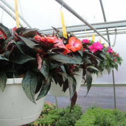 Shade Hanging Baskets