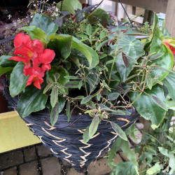 Shade Hanging Baskets