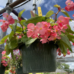 Shade Hanging Baskets